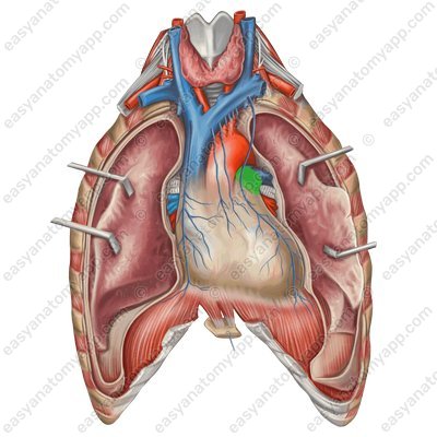 Pulmonary trunk (truncus pulmonalis)